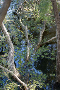 Low angle view of trees in forest