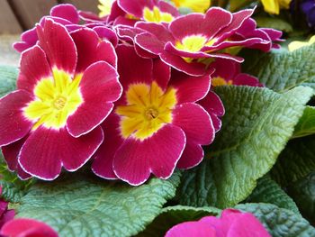 Close-up of flowers blooming outdoors