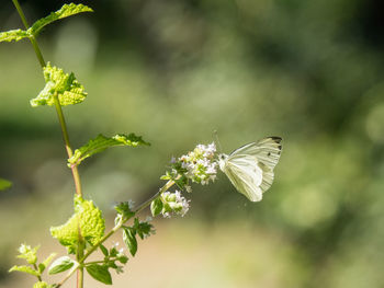 Close-up of insect on plant