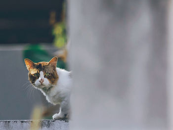 Close-up of cat looking at retaining wall