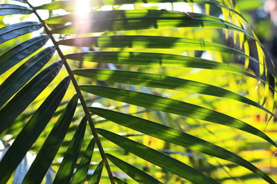 Low angle view of palm tree leaves