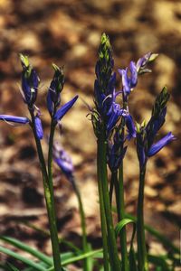 Close-up of purple flowers