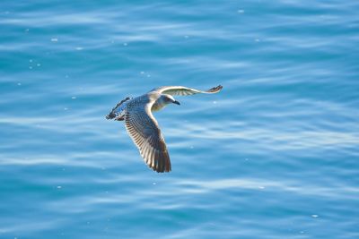 Seagull flying over lake