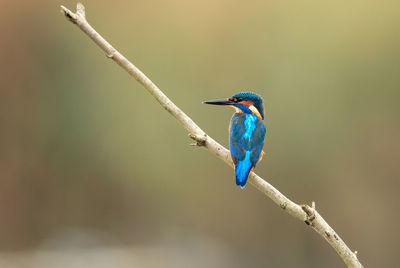 Close-up of bird perching on branch