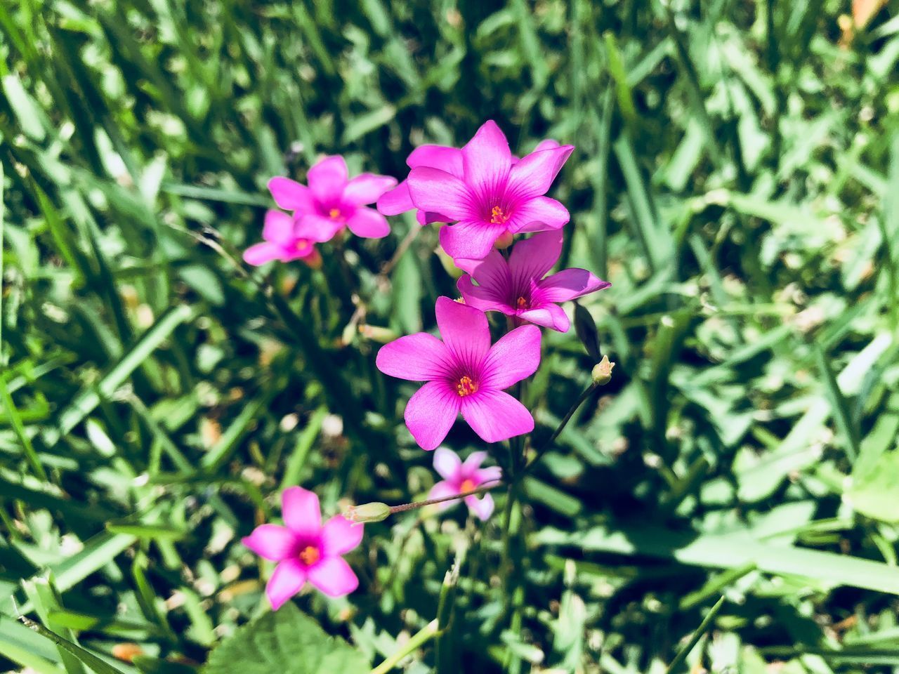 CLOSE-UP OF PURPLE FLOWERING PLANT