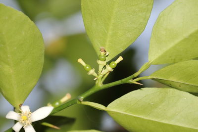 Close-up of insect on plant