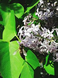 Close-up of bee on flower