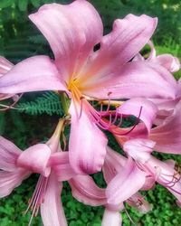 Close-up of pink flower