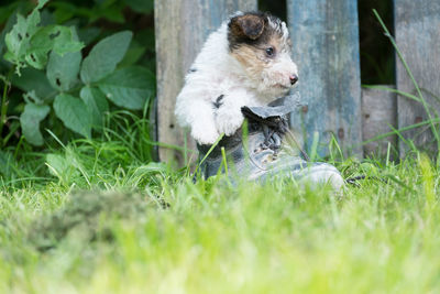 Sheep in grass