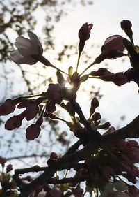 Low angle view of flower tree against sky