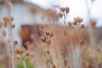 Close-up of flowers growing in field