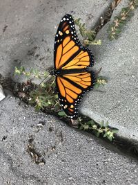 High angle view of butterfly on flower