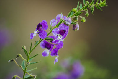 Close-up of purple flowering plant