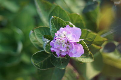 Close-up of pink flowering plant