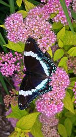 Close-up of butterfly pollinating on pink flower