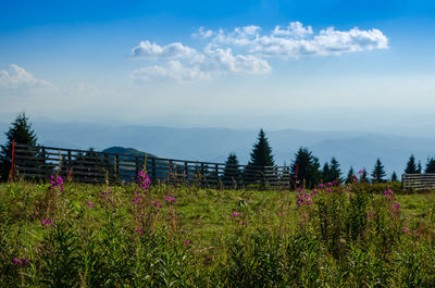 Green meadows and hills of mountain kopaonik, serbia, in summer