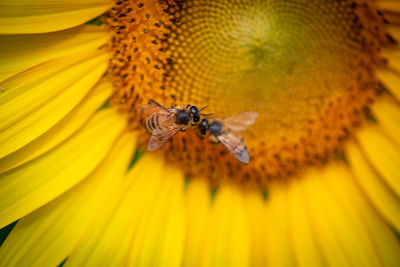 Close-up of bee pollinating on yellow flower