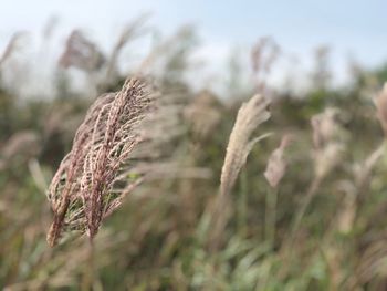 Close-up of stalks on field against sky