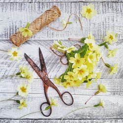 Primroses with twine and scissors