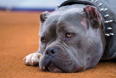 Close-up portrait of a dog resting