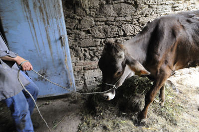 A young cow or calf n a barn, young animal on a farm