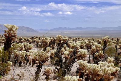 Cactus plants growing on field against sky