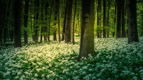 Scenic view of trees in forest