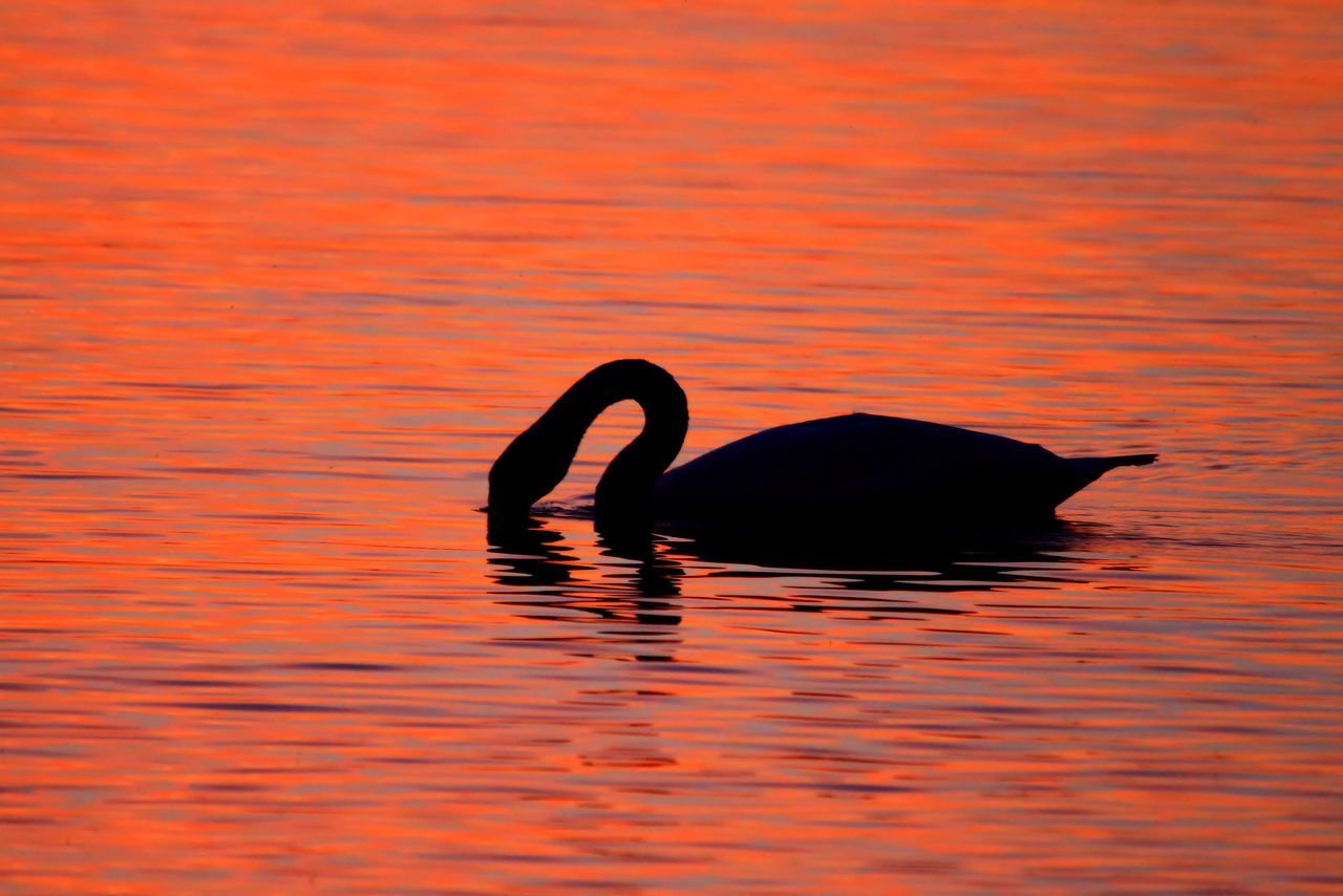 SILHOUETTE DUCK SWIMMING ON LAKE