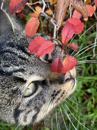 Close-up of a cat