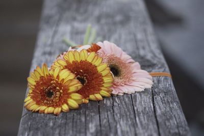 Close-up of yellow flower on wood