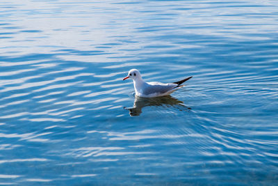 Seagull swimming in lake