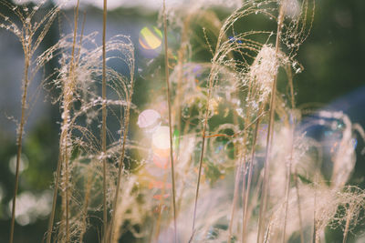 Close-up of grass growing outdoors