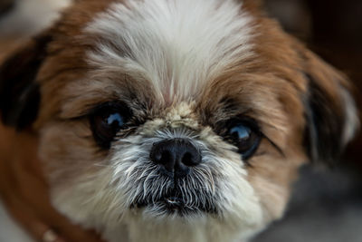 Close-up portrait of dog