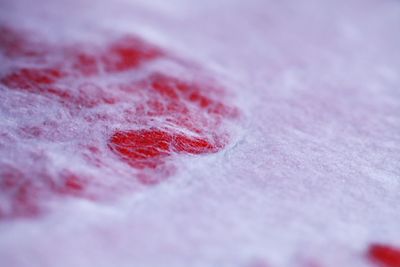 Close-up of red rose