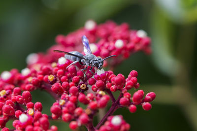 Close-up of butterfly pollinating on flower