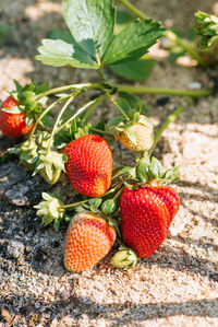 Strawberry berries open on a strawberry bush in the garden in the ground in summer