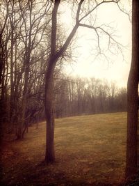 Trees on landscape against sky