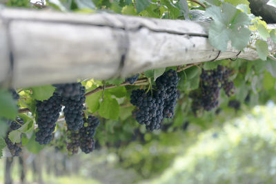 Close-up of fresh green plant