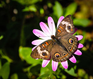 Close-up of butterfly pollinating flower