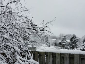 Snow covered bare tree against sky