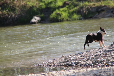 Dog running in water