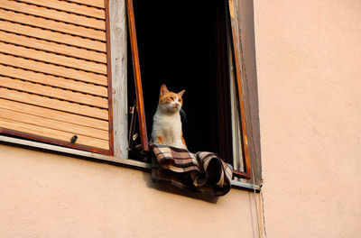 Cat sitting by window