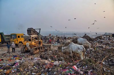 People by earth mover and cows at garbage dump
