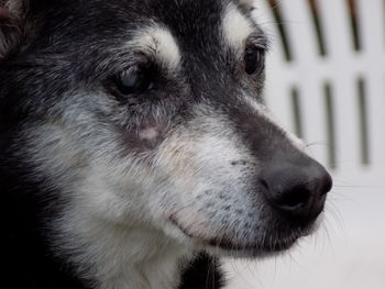 Close-up of dog looking away