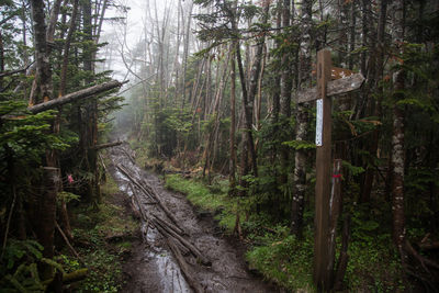 Dirt road amidst trees in forest