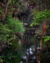 Scenic view of lake in forest