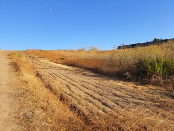 Scenic view of field against clear blue sky
