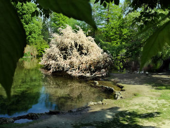 Scenic view of forest