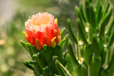 Close-up of red flowering plant