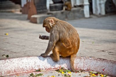 Lion sitting on footpath